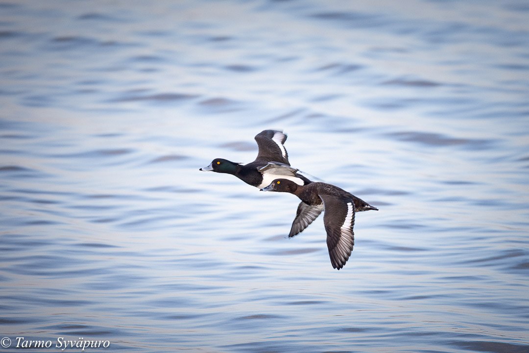 Qizni porno bilan uygotdi Eri hikoya uxlab yotgan paytda becerdin